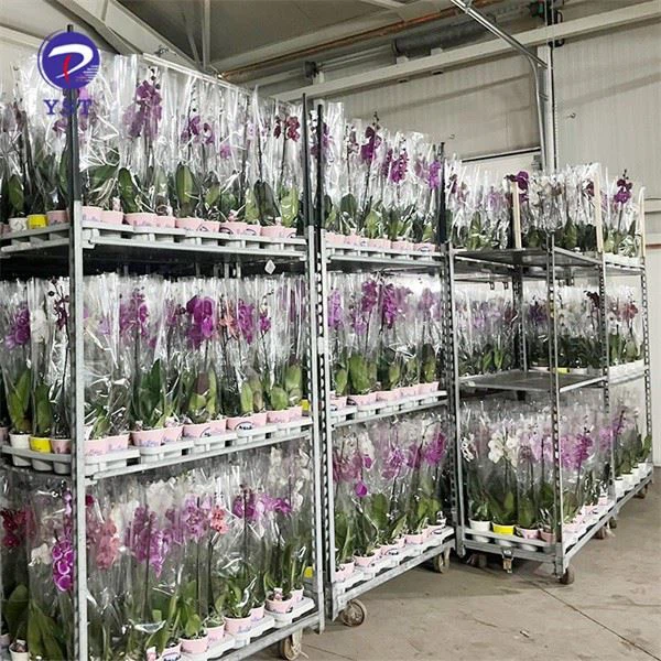 Shelf Wire Garden Dutch Cart Flower Trolley