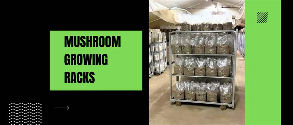 mushroom growing racks 2 mushroom growing racks 2